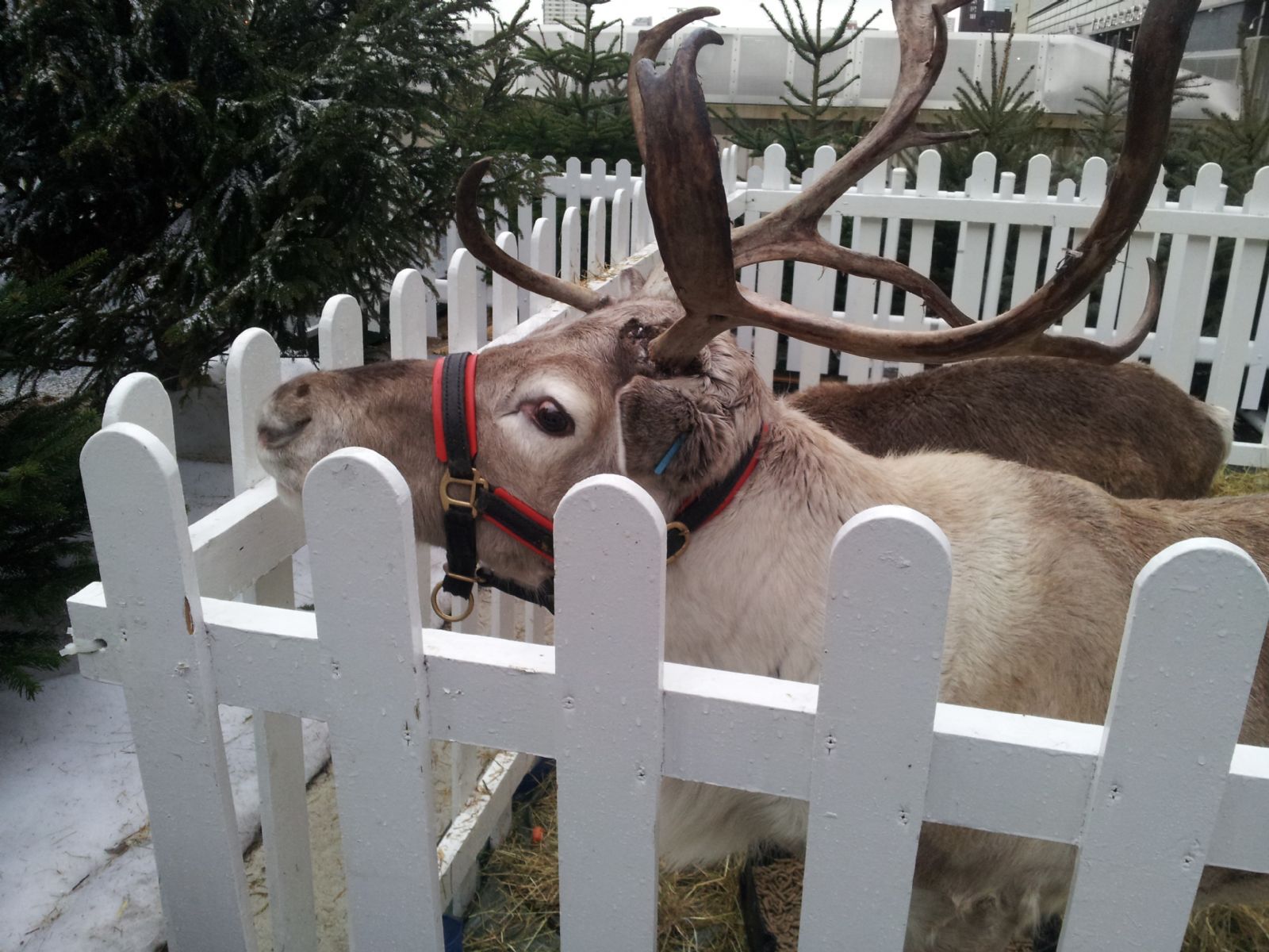 Reindeer's in Westfield